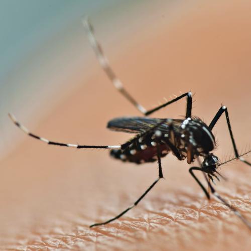 Aussie Man Dies From Mosquito Bite In Thailand