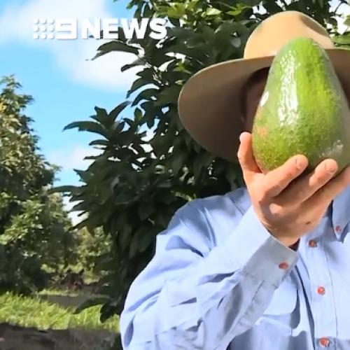 Giant Avos Are Here To Smash Everything