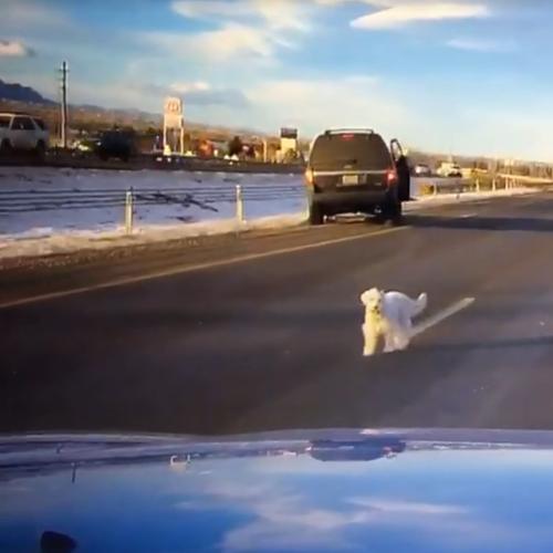 Scary Moment Puppy Leaps From Car On Highway, Survives!