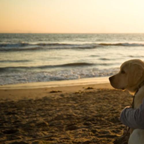 A Stress-free Holiday With Your Dog