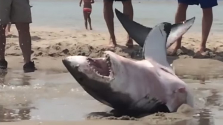 Beached Great White Shark Is Saved