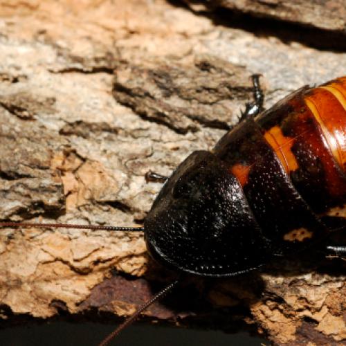 Zoo Lets You Name A Cockroach After Your Ex For V-Day