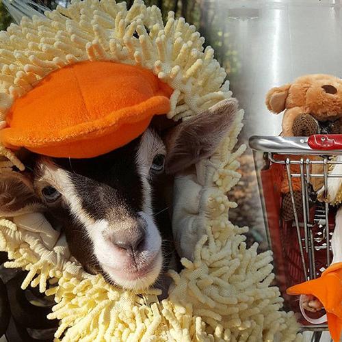 The Reason Why This Goat Is Wearing A Duck Costume