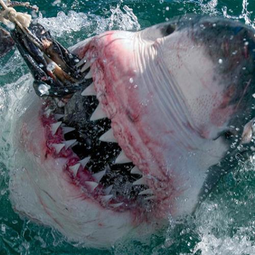 The World's Biggest Great White Shark