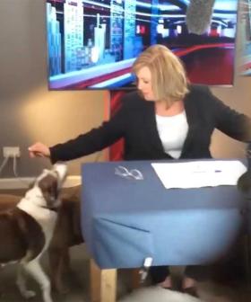 Tracy Grimshaw’s Dogs Interrupt A Current Affair As She Broadcasts From Home