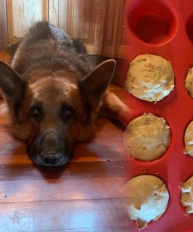 This Doggo Mum Made Pupcakes For Her Dog’s Birthday In Her Air Fryer