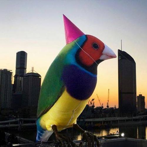Have You Spotted The GIANT Birds Invading Brisbane This Month?