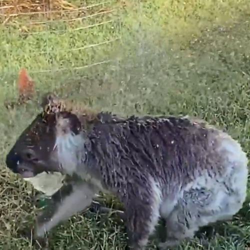 Have You Seen This Adorable Video Of A Koala Cooling Down Under A Sprinkler In A QLD Backyard?