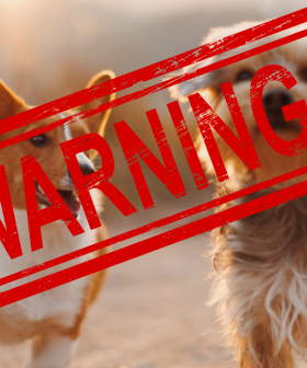 'Check Regularly' - Dog Owners Warned As Deadly Disease Starts Spreading Across Australia