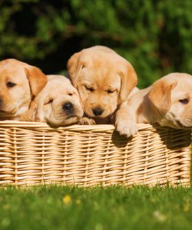 Dream Job Alert! - Puppy Parents Needed To Foster Adorable Guide Dogs!