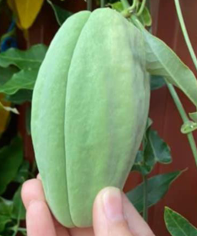 Aussie Woman Warned Over Plant Growing In Her Garden As It's Really Dangerous