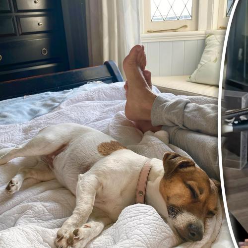 Laurel Reveals Why Her Beloved Dog Tilly Has Been Feeling Sick Lately